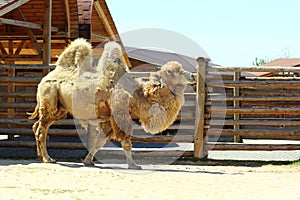 Profile portrait of a two hump camel in zoo