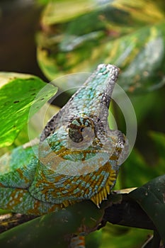 Profile portrait of Yemen veiled chameleon