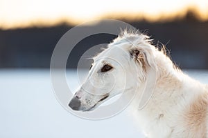 Profile Portrait of young beige Russian borzoi dog in the field at sunset in winter