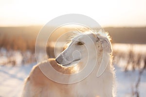 Profile Portrait of young beige Russian borzoi dog in the snow field at sunset in winter