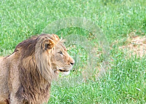 Profile portrait of a young male lion