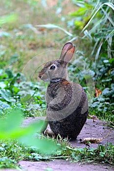 Profile Posed Bunny Rabbit Eastern Cottontail Sylvilagus floridanus