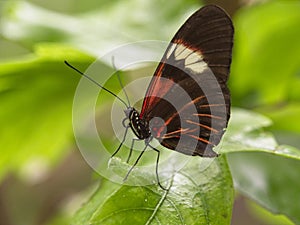 Profile postman butterfly standing on a leaf