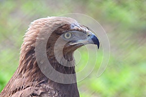 Profile of predatory bird hawk