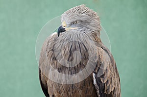 Profile of predatory bird hawk