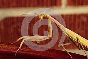 A profile of a preying mantis looking right at you with one eye