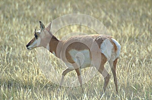 Profile of a Pronghorn Antelope Doe