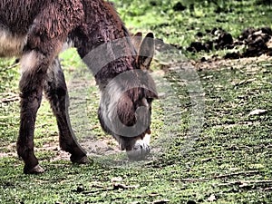 Quadruped animal grazing in the field photo