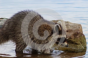 Profile of racoon in lake moving among rocks