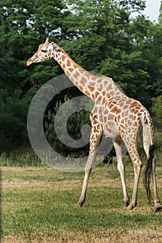Profile of rare giraffe subspecies Rothschild's giraffe at green bushes background in Warsaw zoo photo