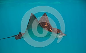 Profile of Ray Swimming Underwater