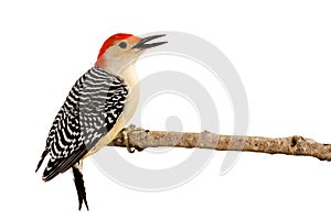 Profile of red-bellied woodpecker with beak open photo