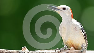 Profile of Red-Bellied Woodpecker Perched on a Branch