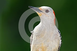 Profile of Red-Bellied Woodpecker Perched on a Branch