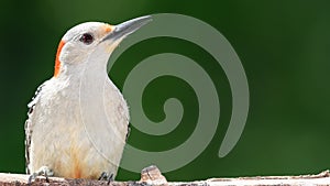 Profile of Red-Bellied Woodpecker Perched on a Branch