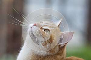 Profile of red cat head looking up, pet walking in the yard, portrait of animal