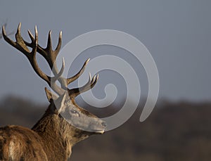 Profile of a red deer Stag