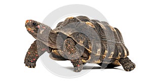 Profile of a red-footed tortoise walking away, Chelonoidis carbonarius, isolated on white photo
