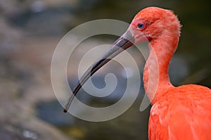Profile of red ibis