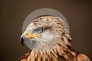 A profile of a Red Kite