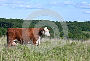 Profile of red polled hereford cow