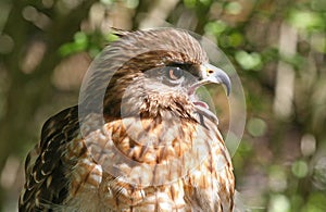 Profile of a Red Shouldered Hawk Raptor