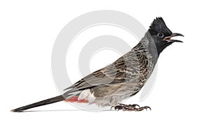 Profile of a Red-vented bulbul, Pycnonotus cafer, isolated on wh