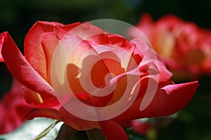 Profile of red and yellow rose with sun shining through petals