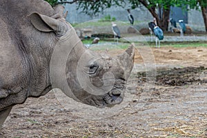 Profile of Rhino head