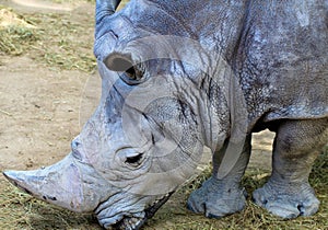 Profile of rhino head shot.