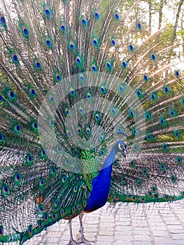 In profile (right) vertical close up picture of a peacock with open tail at sunset