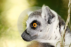 Profile of a ringtailed lemur