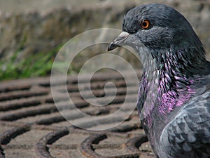 Profile of the rock dove