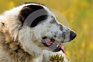 Profile of romanian shepherd dog