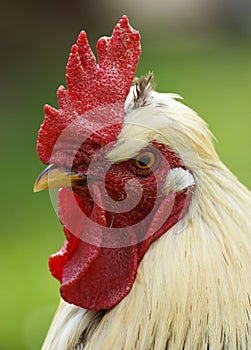 Profile of a Rooster / Cockrel