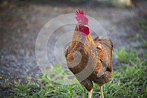 Profile of a rooster on a farm looking at the camera with one eye.