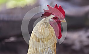 Profile of a rooster rustic vintage background