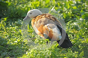 Profile Ruddy Shelduck, Tadorna ferruginea, walking