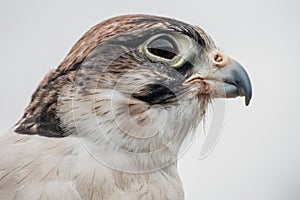 Profile of Saker Falcon