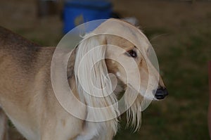 Profile of a Saluki Dog