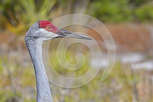 Profile Of A Sandhill Crane