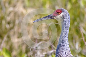 Profile Of A Sandhill Crane