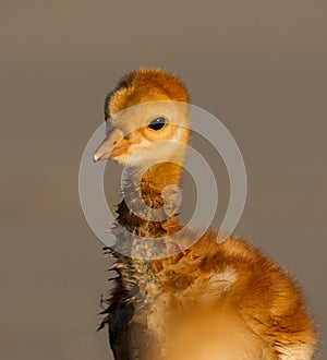 Profile of sandhill crane baby