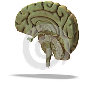 Profil  časť z človek mozog 