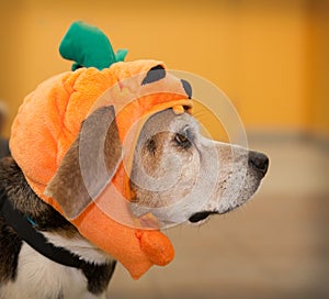 Profile of senior beagle dog wearing Halloween pumpkin costume