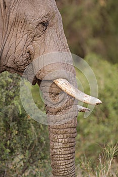 Old elephant in profile