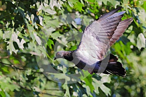 Profile shot of common pigeon with widespread wings about to perch on a tree