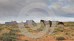 Profile shot of a horse with saddleback mesa in monument valley