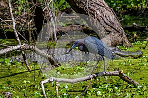 Profile Shot of a Little Blue Heron (Egretta caerulea) in Front of a Giant Wild Alligator in Texas.