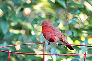 A profile shot of male northern cardinal